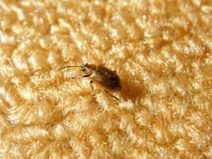 flea on carpet