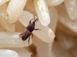 weevil