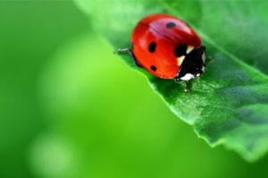 ladybug-on-leaf