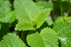 lemon balm mosquito