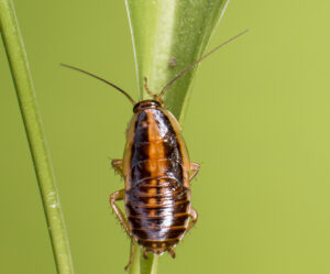 German cockroach