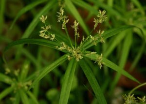 cool-season grass weeds