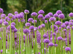 allium for mosquitoes