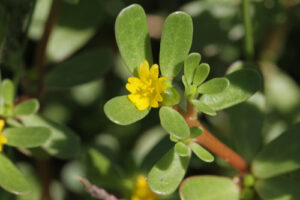 cool-season grass weeds