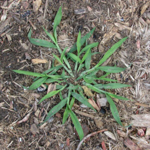 cool-season grass weeds