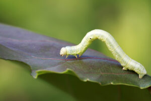 inchworm