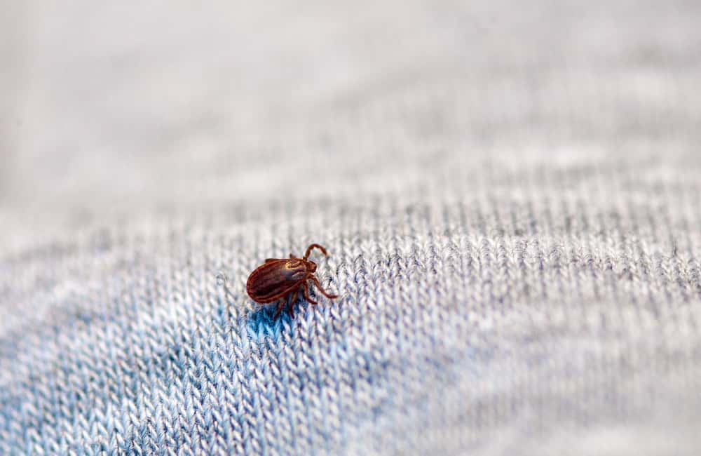 killingsworth-ticks-4-other-pests.jpg