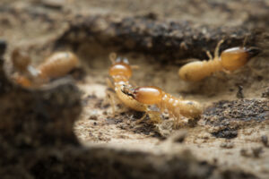 get rid of termites