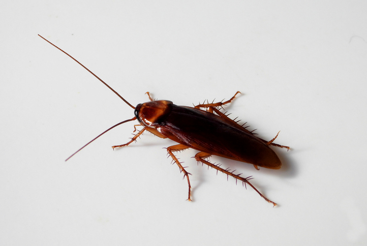 726X487 American Cockroach Small