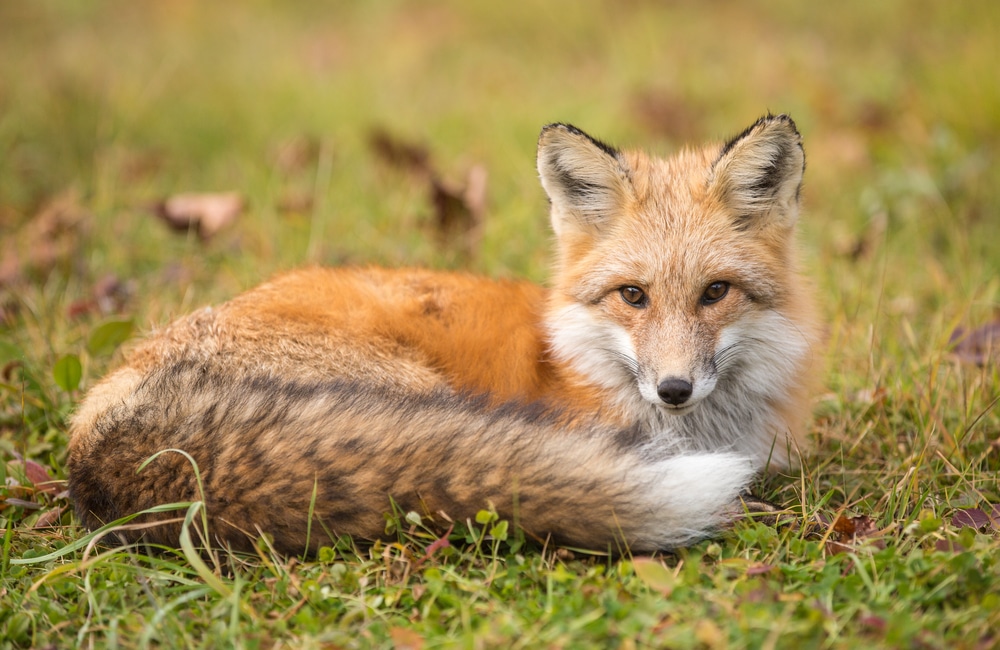 killingworth-fox-facts.jpg