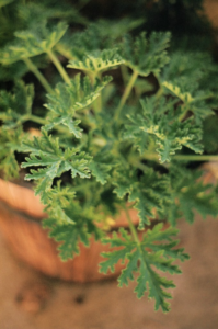 citronella plant mosquitoes