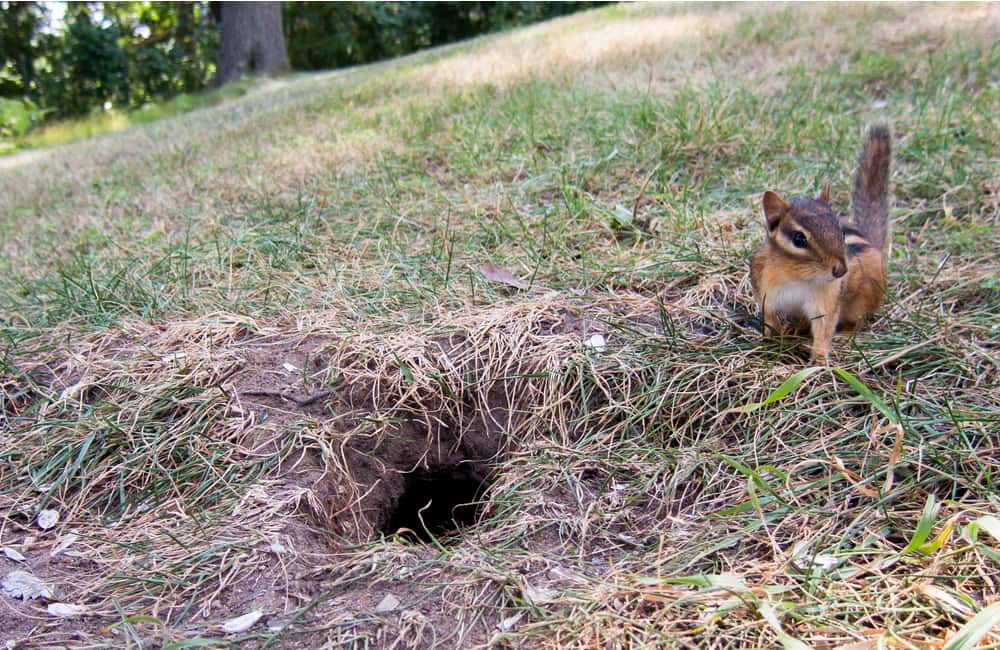 killingsworth-whats-causing-holes-in-my-lawn.jpg