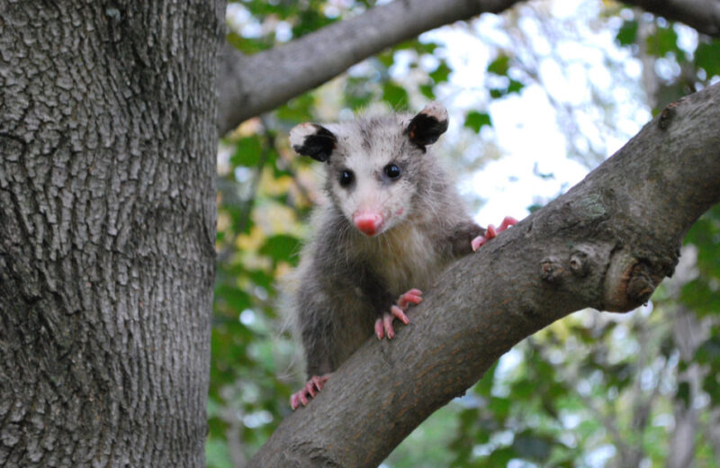killingsworth-environmental-what-to-know-about-opposums-e1587404307850.jpg