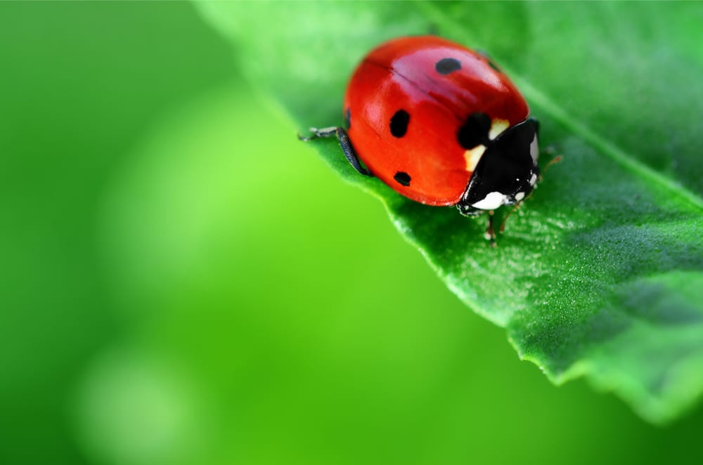 Killingsworth-lady-bug.jpg