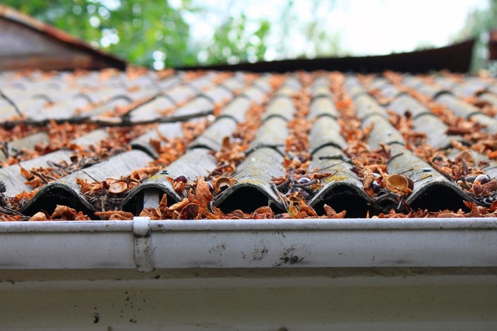 leaves-on-roof--e1562780318885.jpg