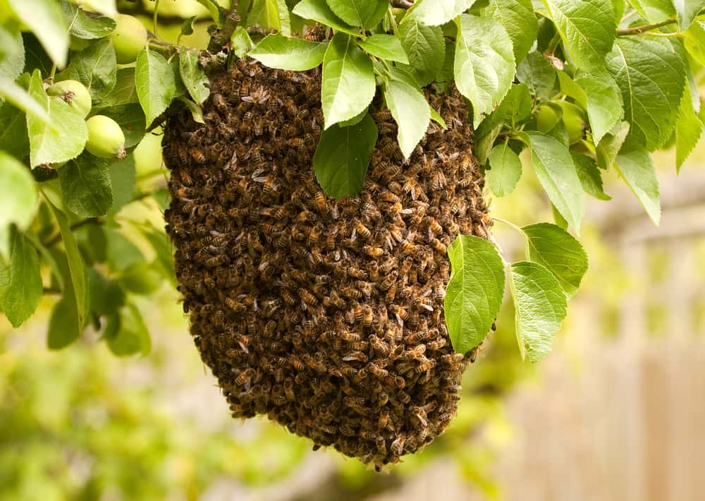 killingsworth-what-to-do-abouot-honey-bee-swarm-1.jpg