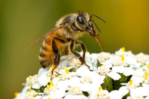 western honey bee