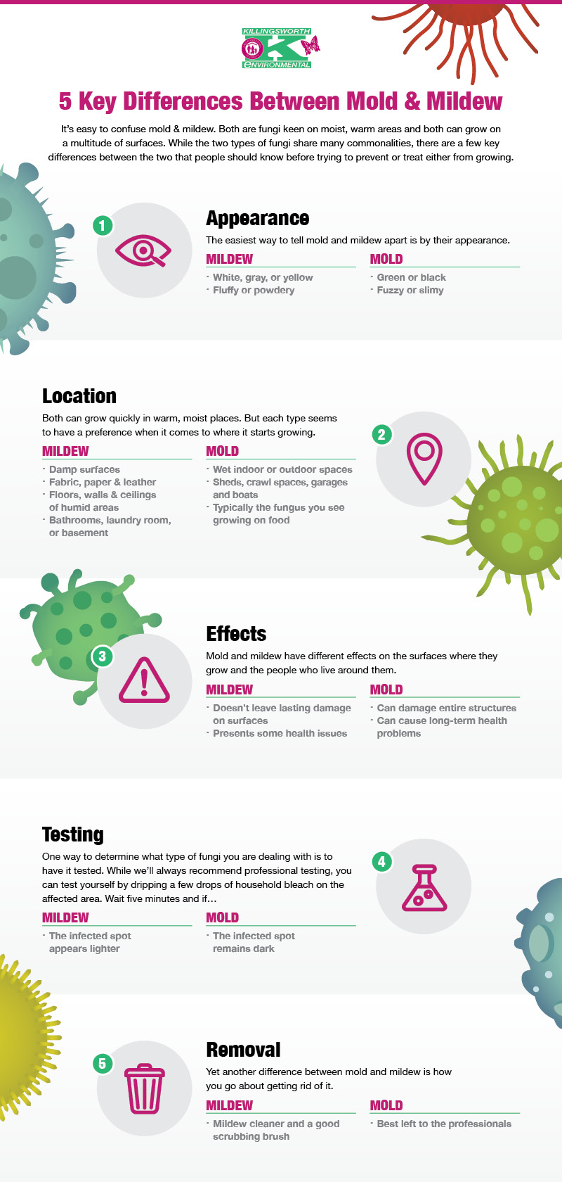 5 differences between mold and mildew