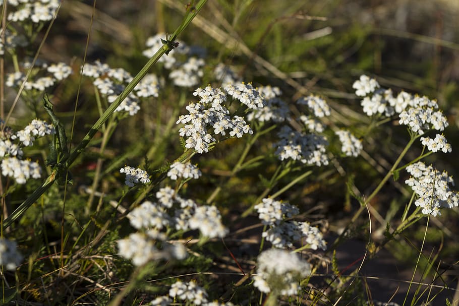 yarrow.jpg