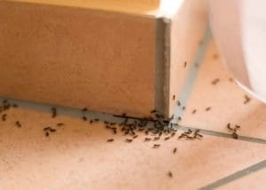 group of ants in kitchen