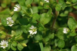 cool-season grass weeds