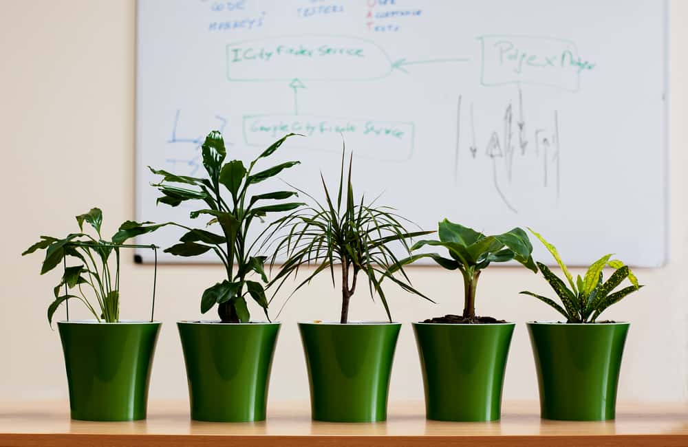 killingsworth-benefits-of-office-plants.jpg