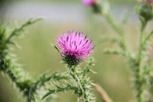 cool-season grass weeds