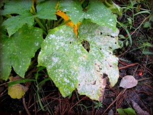 powdery mildew