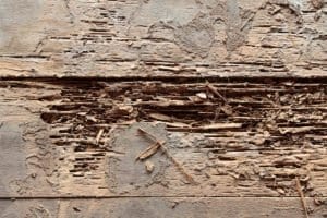 Killingsworth Environmental termite damage