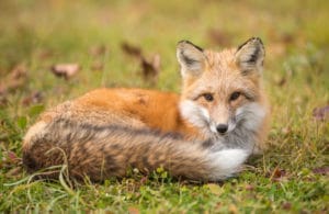 red fox