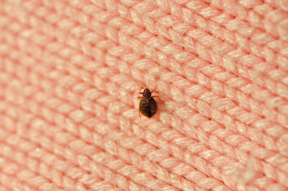 bedbug-on-clothes-e1604060480764.jpg