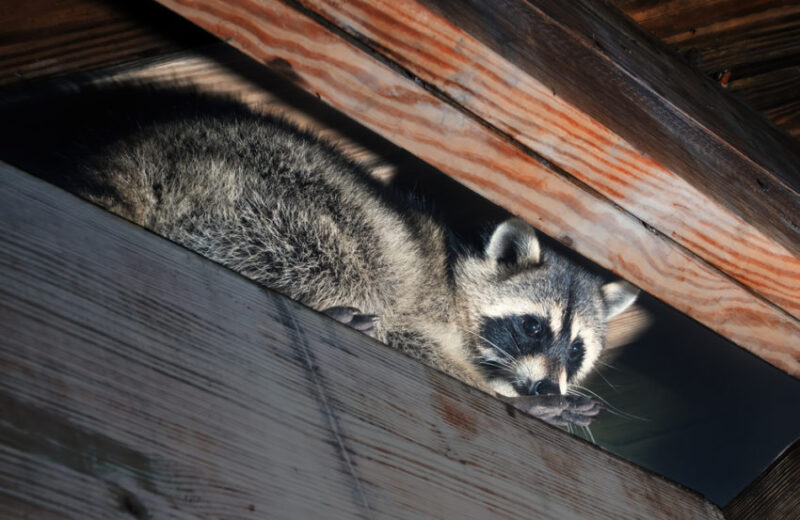 Killingsworth-Environmental-Animals-In-Your-Attic-e1587405655908.jpg