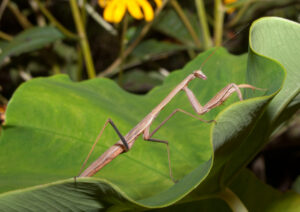 praying mantis