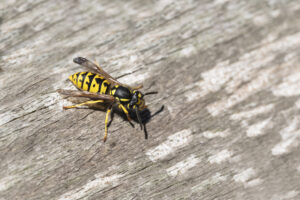 wasp