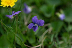 cool-season grass weeds