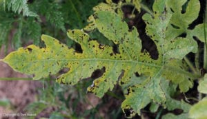 anthracnose