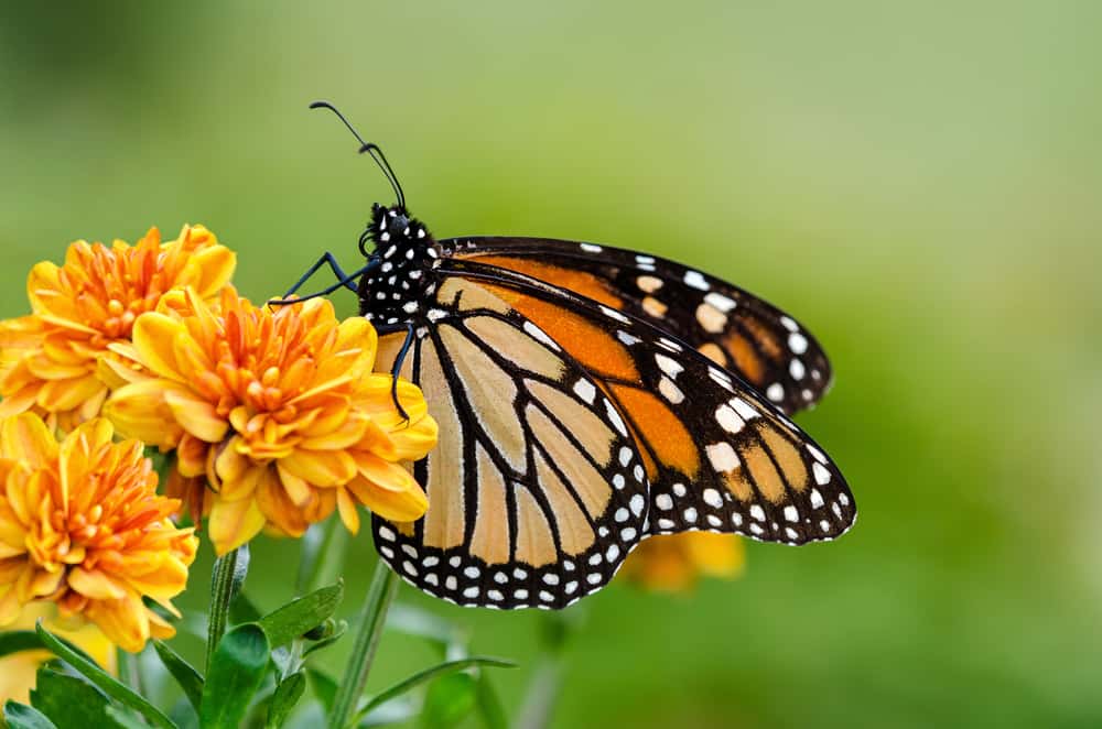killingsworth-how-to-attract-butterflies-to-your-garden.jpg