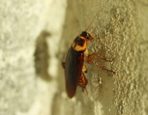 brown banded cockroach