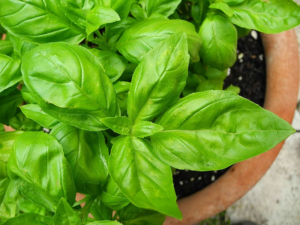basil for mosquitoes