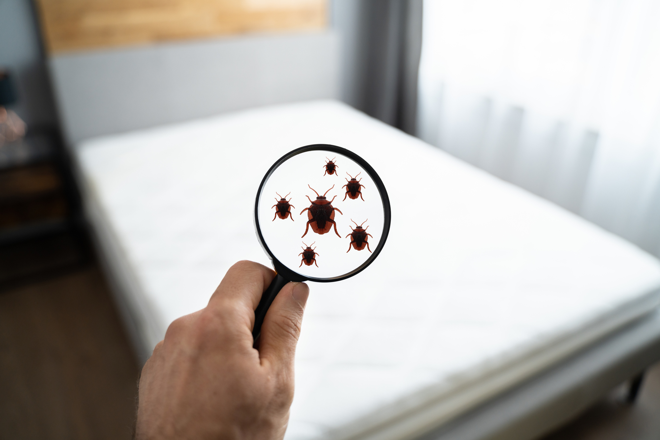 Bedbug Inspection
