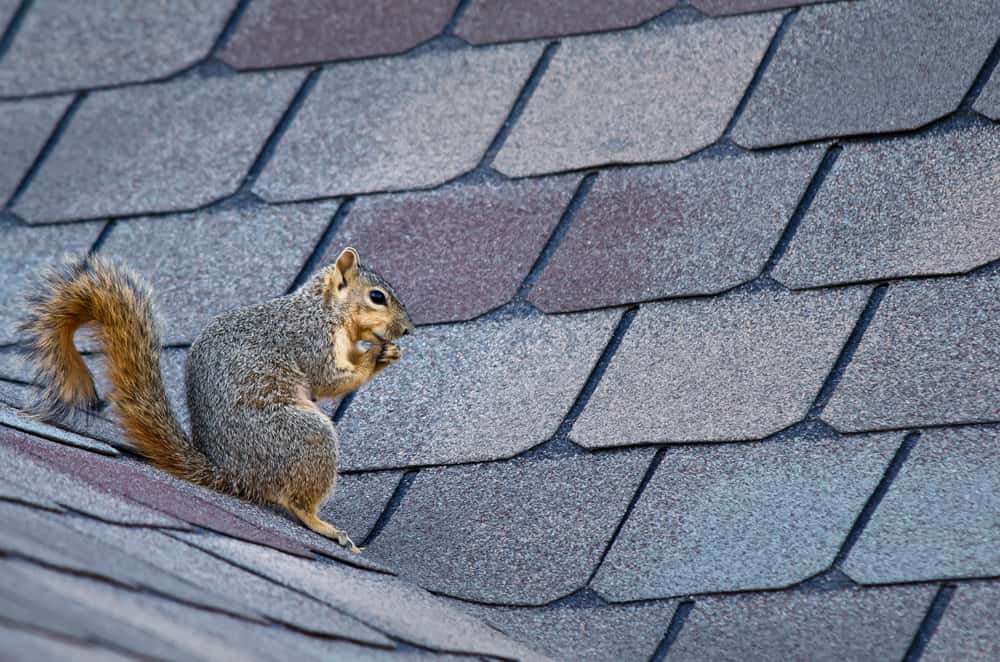 killingsworth-environmental-5-ways-homeowners-keep-squirrels-away.jpg