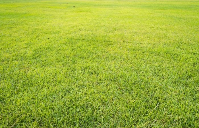 Best-Lawn-Care-Killingsworth-Environmental-Charlotte-NC-1-e1536873341132.jpg (1)