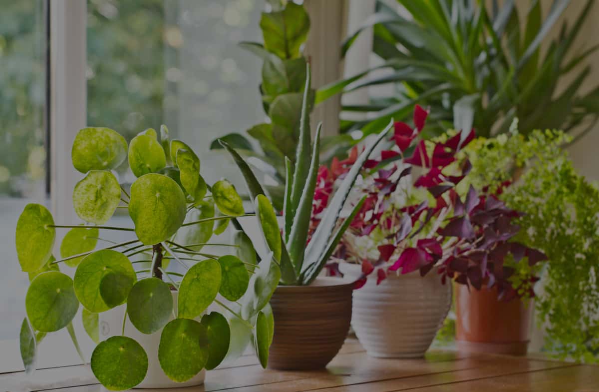 killingsworth-what-pests-harming-houseplants.jpg