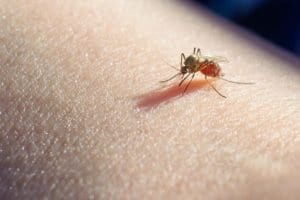 mosquito bite on skin