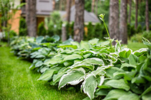 signs your plant is dying