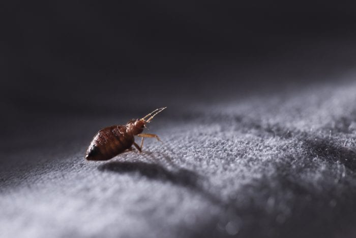 Pest-Control-Bug-Killingsworth-Environmental-Charlotte-NC-e1536872702934.jpg