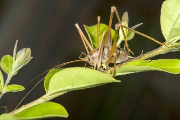 Camel-Crickets-Killingsworth-Environmental-e1536872036480.jpg