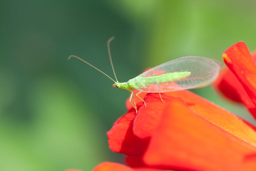 lacewing-e1602863300813.jpg