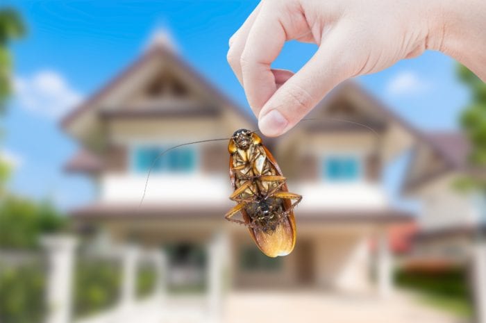 Cockroach-Pest-Control-Killingsworth-Environmental-Charlotte-NC-e1536872689499.jpg