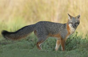 grey fox